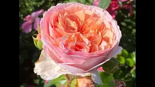 5 Fragrant Roses I Highly Recommend