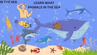 The Picture Dictionary - Sea Animals - 3 Seconds - ENG
