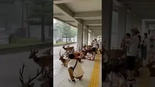 Animals and humans have taken shelter together during the rain in Nara City, Japan #japan #rain