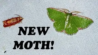 NEW GREEN MOTH FOUND!!! - GEOMETRIDS IN SOUTH FLORIDA