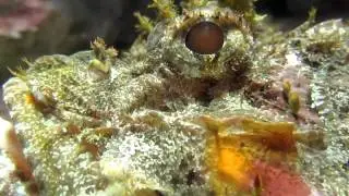 Scorpion Fish Extreme Closeup - Venomous Fish - Deadly Scorpion Fish
