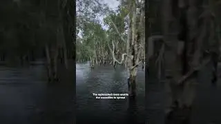 10,000 HUNGRY Australian crocodiles! #EarthX #Shorts