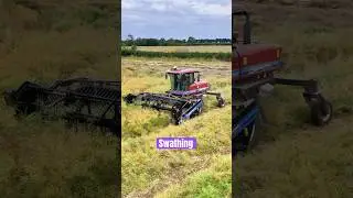 Swathing Rapeseed #Harvest2024