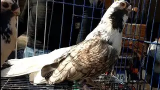 مستويات قويه جداً بسوق الأحد بالسيده عائشه 🔥🇪🇬