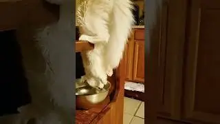 fetish of a cat 🐈 || the untold story || #cats #shorts #funny