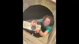 Ducklings Rescued from Storm Drain Reunited with Mom - Wild Care Cape Cod