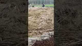 Vermi compost business in India, केंचुआ पालन 😱#shorts