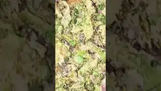 By Old Pal Mystery Haze crossed with Trainwreck & Purple Afghani OG  KUSH X SAGE SMELLS purple haze