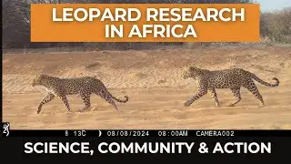 Leopard Research in Africa: Science, Community & Action