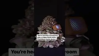 Oyster mushroom music 🍄〰️ What sort of mushrooms should we listen to next? Get your own PlantWave