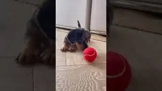 Muito fofo - cachorro brincando com bola - engra&ccedil;ado 😍🐱🐶