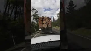 logging track in new Zealand