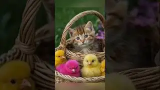 Baby cat and beautiful chicks -cute chick sound -Cat short #cute #cat #catvideos #animals#short