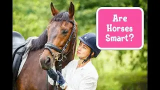 Are Horses Smart