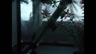 MOV05687