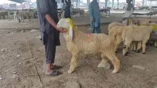 Tuesday update mudray chatray Qubrani 2026 ka Mall taddy bakray rajinpuri bakray shahpur kanjra 