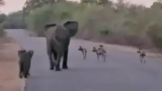 Elephant Mom & Calf Protect Themselves from Wild Dogs