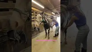 Reiki for Horses- Sacral Chakra Opening #reiki, #energyhealing