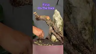 Ficus Tree Bonsai on Rock Very Cool