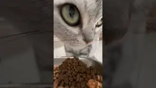 &ldquo;This Cat Eats So Cute 😍🐱 | Must Watch&rdquo;#catlife