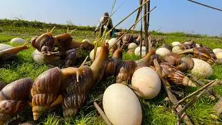 Harvesting  giant snail eggs in the grass by hand a female