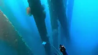 Spearing Brassy Trevally