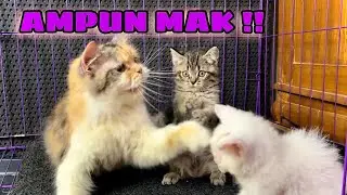 RUSUH !! REOG BANGET EMAK NGELATIH MENTAL ANAKNYA