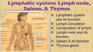 Lymphatic System:Lymph, Lymph Node, Spleen and Thymus