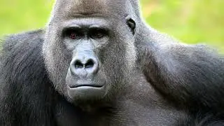 Gorilla Showdown: The Ultimate Jungle Battle!