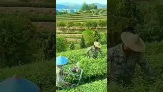 Tea Farming Techniques #satisfying #short