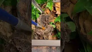Rehousing a Panama Blonde Tarantula #reptileshop #tucson #arizona #tarantulas #psalmopoeuspulcher
