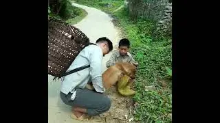 Boy Rescues Disabled Stray Dog  Emotional Animal Rescue Story