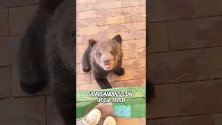 Il cucciolo di orso ha seguito l'uomo a casa ed &egrave; stato adottato