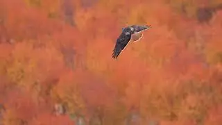 Stock Video - Red-Tailed Hawk flying over orchard in fall colors
