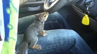 Funny Squirrel Driving Car