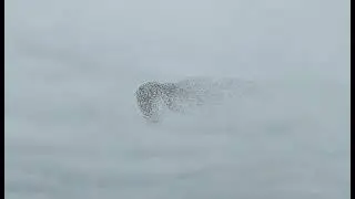 Dance of the Starlings #starling #vineyardstarling #birds  