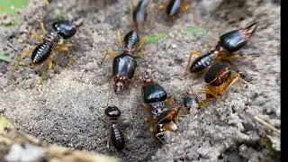 The Caste System: Roles and Responsibilities in an Ant Colony