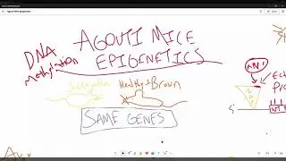 Agouti Mice Epigenetics