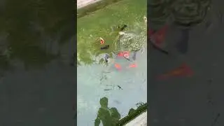 Jumbo size Goldfish pond #goldfish #goldfish_ranchu #goldfishfood #goldfishfood #aquarium #shorts