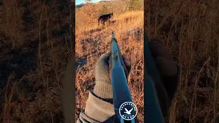 Крутая охота на медведя в США #охота #оружие #hunter #hunting #shotgun #gun #gunshot #hunt #guns