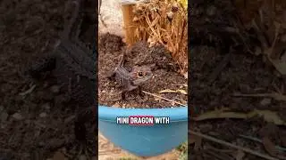 Meet The Red Eye Crocodile Skink