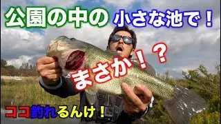 【大阪の野池でバス釣り】公園の中の小さい池で！まさか！？
