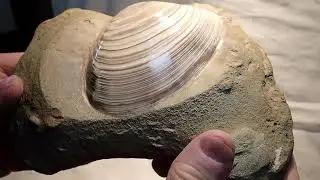 My Most Favorite Clam