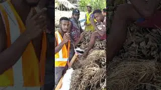 Kava Cultivation in Raikos, Madang Province | A New Beginning for PNG Farmers