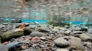 Spawning Chum Salmon