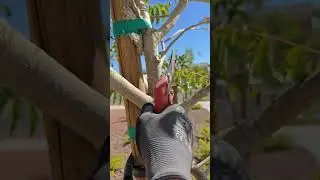 Removing nursery stakes and early tree pruning