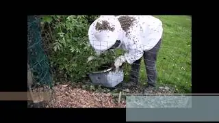 Zwerm vangen met een wasmand