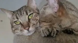Cute Polydactyl CatS 😍 💤❣