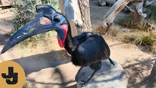 Самый удивительный носорог в учебном зоопарке