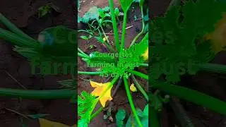 Courgette farming in Kenya #agricultureinkenya #farminginkenya #farming